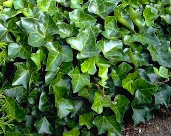 20 ROOTED 15"-20"  English Ivy Vines, Hedera Helix Groundcover ~ Easy to Grow!