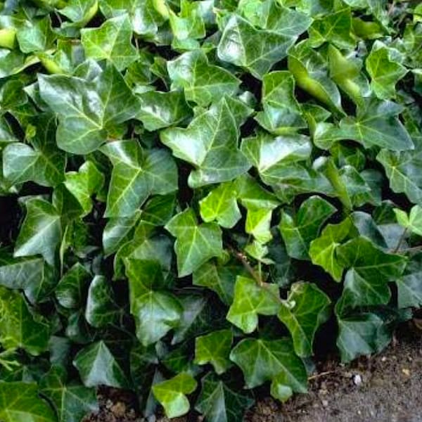 20 ROOTED 15"-20"  English Ivy Vines, Hedera Helix Groundcover ~ Easy to Grow!