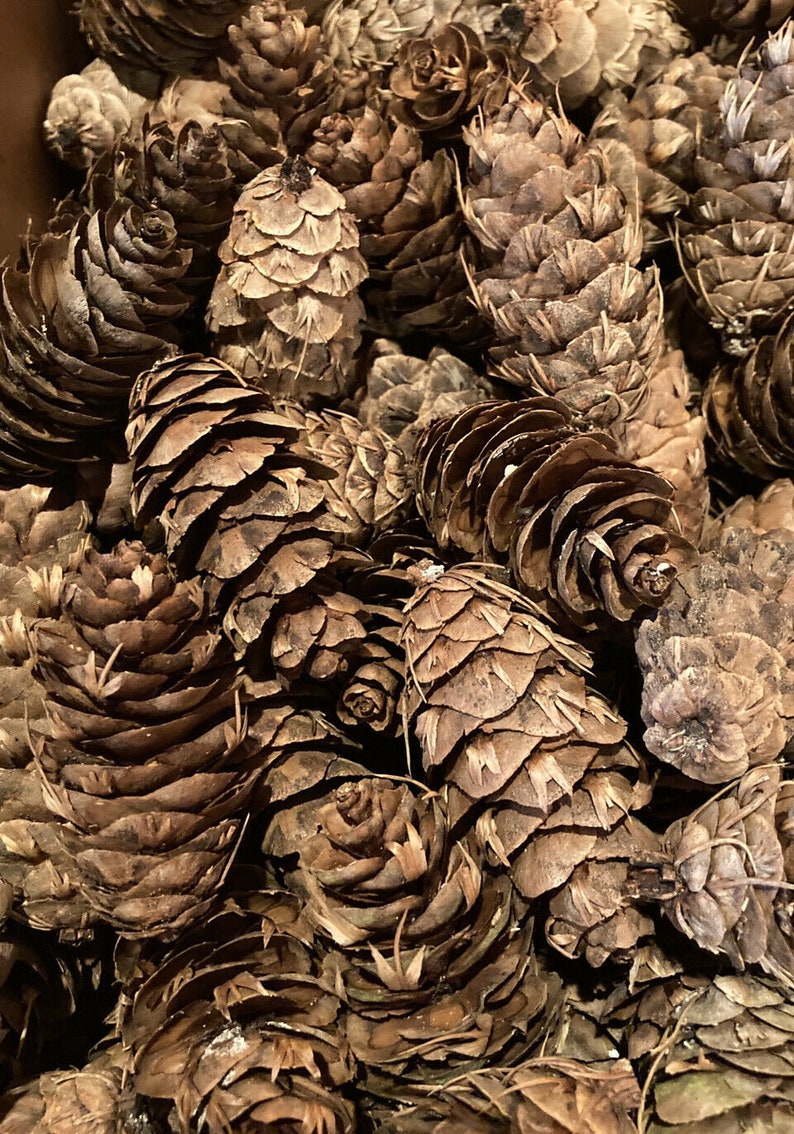 40 Count Douglas Fir Cones, 2