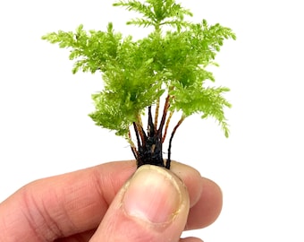 Climacium Tree Moss 8-11 pcs (Dendroides / Americanum) Live Moss for Terrarium