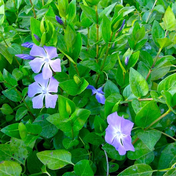 10 Vinca Major 1015 Periwinkle Vine Cuttings Etsy
