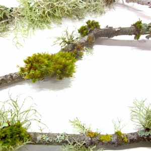 May include: Close-up of several tree branches with various types of moss and lichen. The moss is a vibrant green, while the lichen ranges in color from light green to gray. The branches are brown and have a natural, organic appearance.