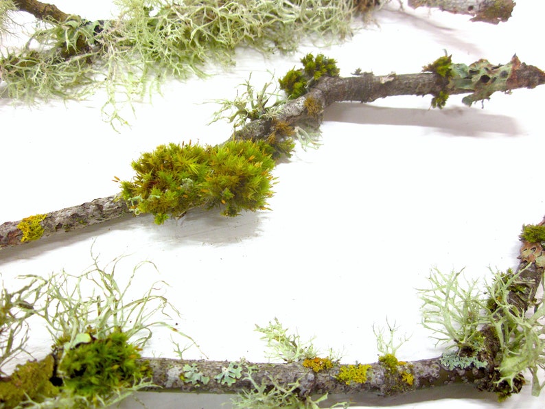 May include: Close-up of several tree branches with various types of moss and lichen. The moss is a vibrant green, while the lichen ranges in color from light green to gray. The branches are brown and have a natural, organic appearance.