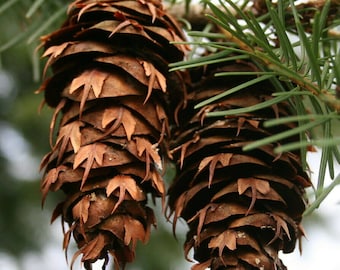 20 count Douglas Fir Cones, 2" - 4" long, (Pseudotsuga menziesii) - Ready to Plant or Craft
