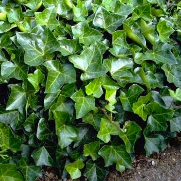 20 ROOTED 10"-15" English Ivy Vines ( Hedera Helix ) Groundcover  - Easy to Grow!