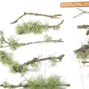 May include: Several small, brown branches with light green lichen attached are scattered across a white surface. The lichen has a delicate, textured appearance. A wooden ruler is visible in the upper right corner.