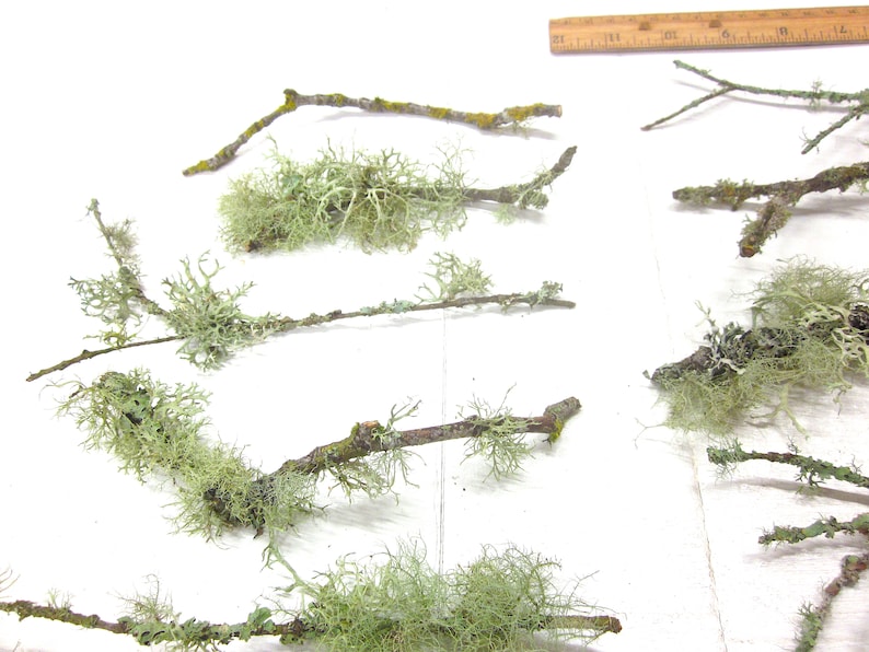 May include: Several small, brown branches with light green lichen attached are scattered across a white surface. The lichen has a delicate, textured appearance. A wooden ruler is visible in the upper right corner.