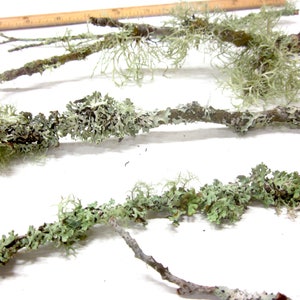 May include: Close-up of several tree branches covered in light green and gray lichen. The branches are brown and vary in thickness. A wooden ruler is visible in the background, suggesting a natural or craft theme.