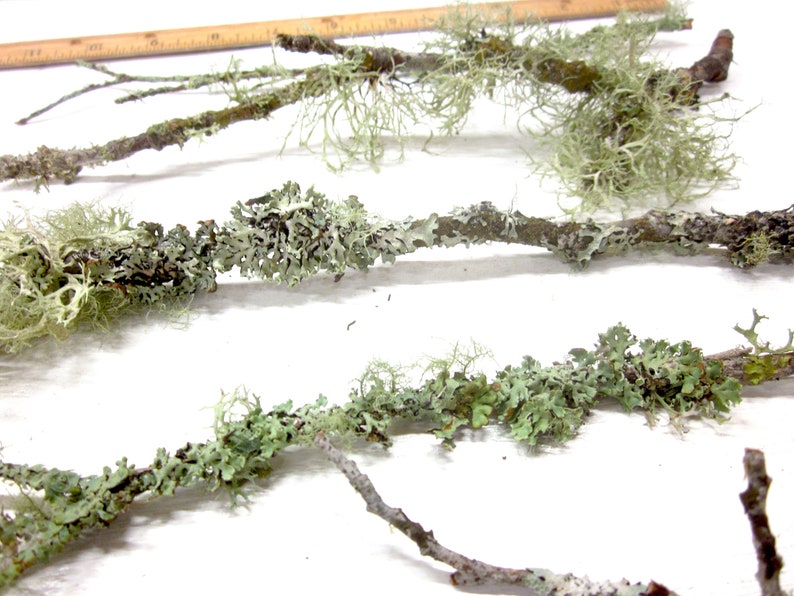 May include: Close-up of several tree branches covered in light green and gray lichen. The branches are brown and vary in thickness. A wooden ruler is visible in the background, suggesting a natural or craft theme.