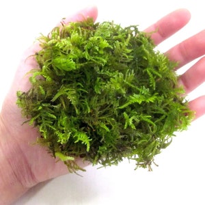 May include: A handful of vibrant green moss, showcasing a dense, textured appearance. The moss is a mix of bright and darker green shades, suggesting a healthy, natural state. The image is set against a plain white background.