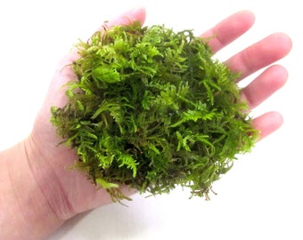 Fern Moss Live Moss for Terrarium, Vivarium, Fairy garden, Living Moss - Organically grown in Sequim, Washington