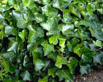 5 ROOTED 6"-12" English Ivy Hedera helix Cuttings Ready to plant ~ Easy to grow!