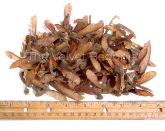 50 count Bigleaf Maple Tree Seeds ( Acer macrophyllum ) Organic Helicopter Seeds