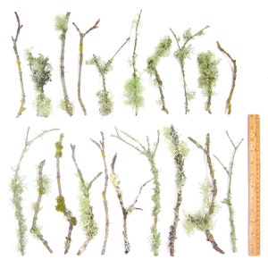 May include: An assortment of dried twigs and branches, some with light green lichen and moss. A wooden ruler is placed next to the branches for scale. The branches vary in size and shape, with a natural, organic aesthetic.