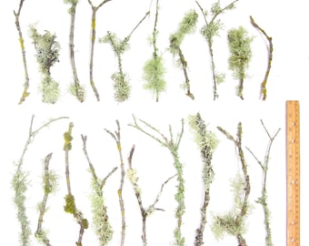 20 count 6"-12" Live Lichen & Moss Covered Wood Sticks for Terrarium Fairy Garden Vivarium Decor