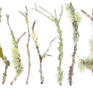 May include: An assortment of dried twigs and branches, some with green and light green lichen and moss. A wooden ruler is placed next to the branches for scale. The branches vary in length.