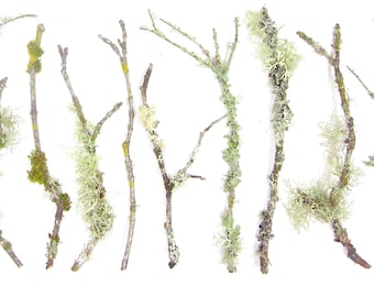 10 pack 6"-12" Live Lichen & Moss Covered Wood Sticks for Terrarium Fairy Garden Vivarium Decor