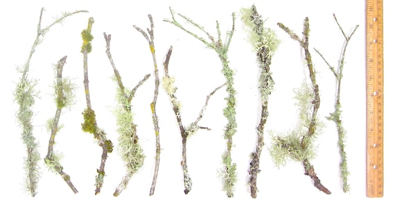 10 pack 6"-12" Live Lichen & Moss Covered Wood Sticks for Terrarium Fairy Garden Vivarium Decor