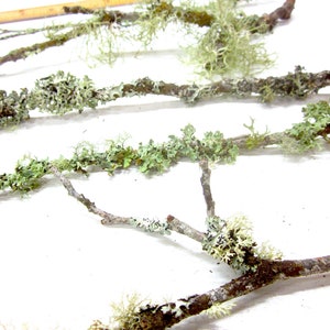 May include: Close-up of several brown twigs covered in green and white lichen. The twigs are arranged diagonally across a white surface. A wooden ruler is visible in the upper left corner. The image showcases natural elements.