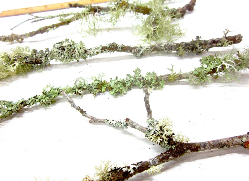 May include: Close-up of several brown twigs covered in green and white lichen. The twigs are arranged diagonally across a white surface. A wooden ruler is visible in the upper left corner. The image showcases natural elements.