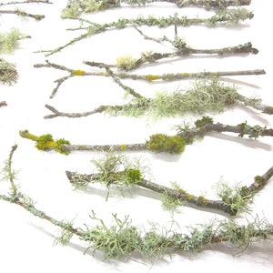 May include: An assortment of natural twigs and branches, adorned with various types of moss and lichen. The image showcases a variety of textures and colors, including green, yellow, and gray, against a white background. Ideal for crafting and decorative projects.
