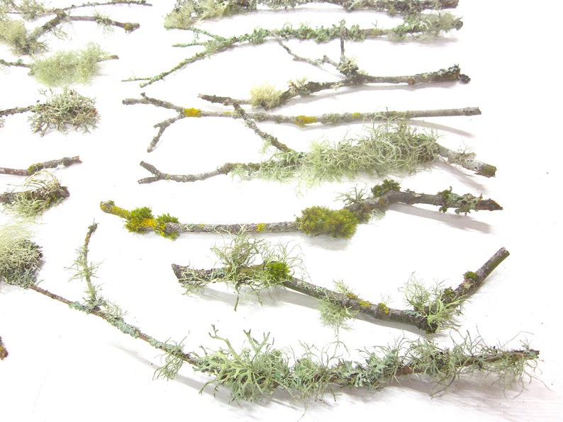 May include: An assortment of natural twigs and branches, adorned with various types of moss and lichen. The image showcases a variety of textures and colors, including green, yellow, and gray, against a white background. Ideal for crafting and decorative projects.