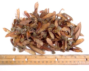 100 count Bigleaf Maple Tree Seeds ( Acer macrophyllum ) Organic Helicopter Seeds