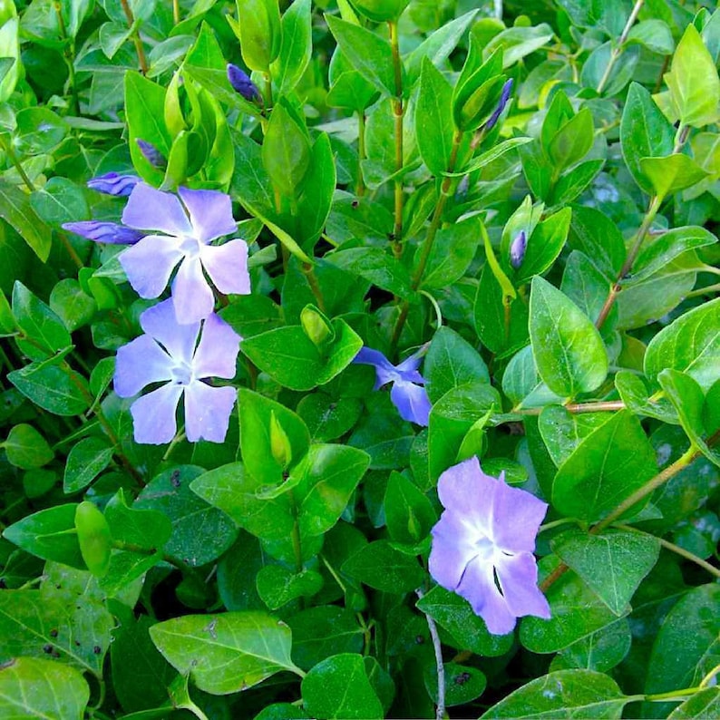 10 Long ROOTED 1520 inch Vinca Major Vines Live Plant Cuttings, Periwinkle Ground Cover Purple Flower image 1