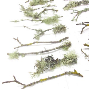 May include: An overhead shot displays several small, natural twigs. Each twig is adorned with patches of light green and gray lichen. Some twigs have yellow and green moss. The twigs are arranged on a white surface.