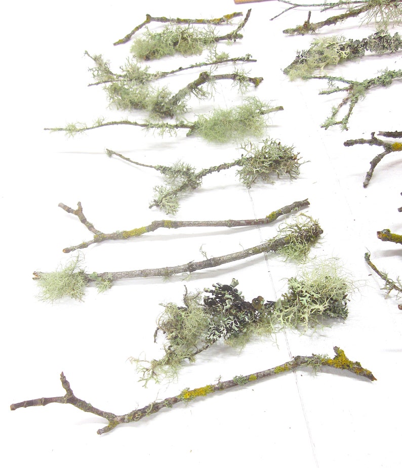 May include: An overhead shot displays several small, natural twigs. Each twig is adorned with patches of light green and gray lichen. Some twigs have yellow and green moss. The twigs are arranged on a white surface.