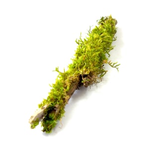 May include: A close-up of a piece of wood covered in bright green moss. The moss is thick and textured, with a vibrant color. The wood is a light brown color and appears to be a small branch or twig. The background is white.