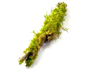 7-10" inch Moss Covered Wood Stick / Branch for Terrarium