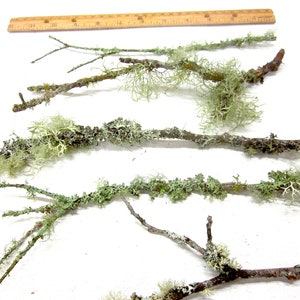May include: Several brown twigs with green and light green moss and lichen are arranged on a white surface. A wooden ruler is in the background. The twigs vary in size and shape, some with small branches.