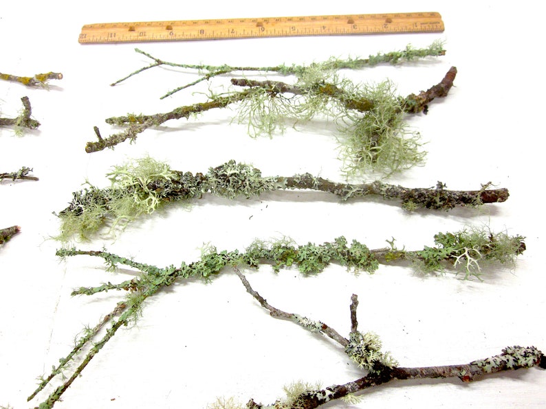 May include: Several brown twigs with green and light green moss and lichen are arranged on a white surface. A wooden ruler is in the background. The twigs vary in size and shape, some with small branches.