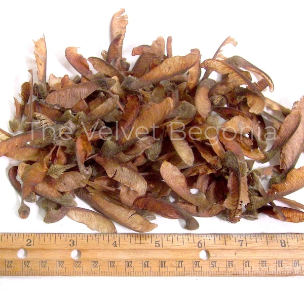 25 count Bigleaf Maple Tree Seeds ( Acer macrophyllum ) Organic Helicopter Seeds