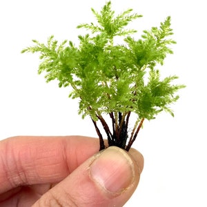 May include: A small, vibrant green plant with multiple stems and a dense, textured appearance. The plant is held against a white background, showcasing its bright color and intricate details. The plant's stems are a dark brown.