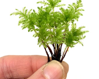 May include: A small, vibrant green plant with multiple stems and a dense, textured appearance. The plant is held against a white background, showcasing its bright color and intricate details. The plant's stems are a dark brown.