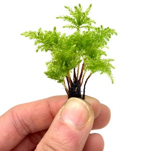 Climacium Tree Moss 10 pcs (Dendroides / Americanum) Live Moss for Terrarium