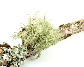 8"-12" Lichen Covered Wood Stick / Branch for Terrarium Vivarium Fairy garden Natural decor