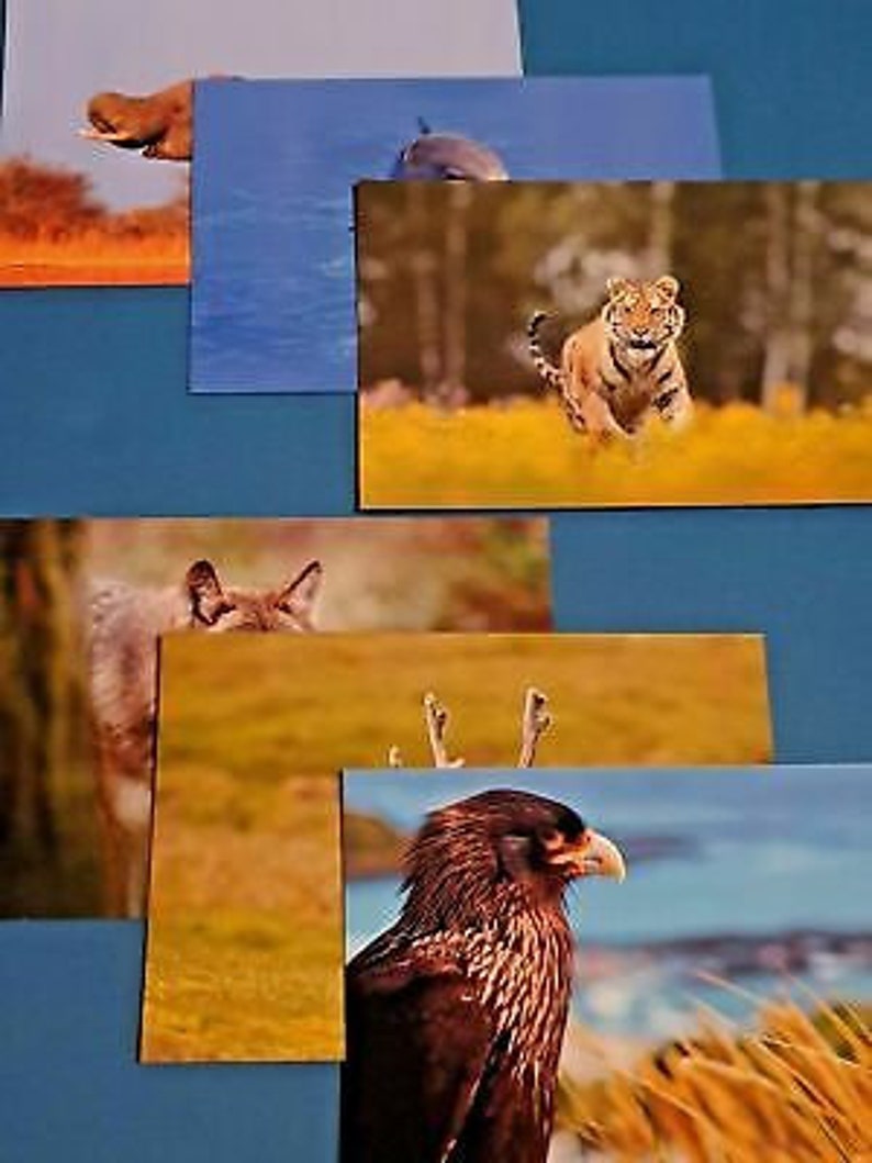 Download Postcards Paper Party Supplies 2 Free Set Of 18 New Animal Wildlife Postcards Wild Animals Postcrossing