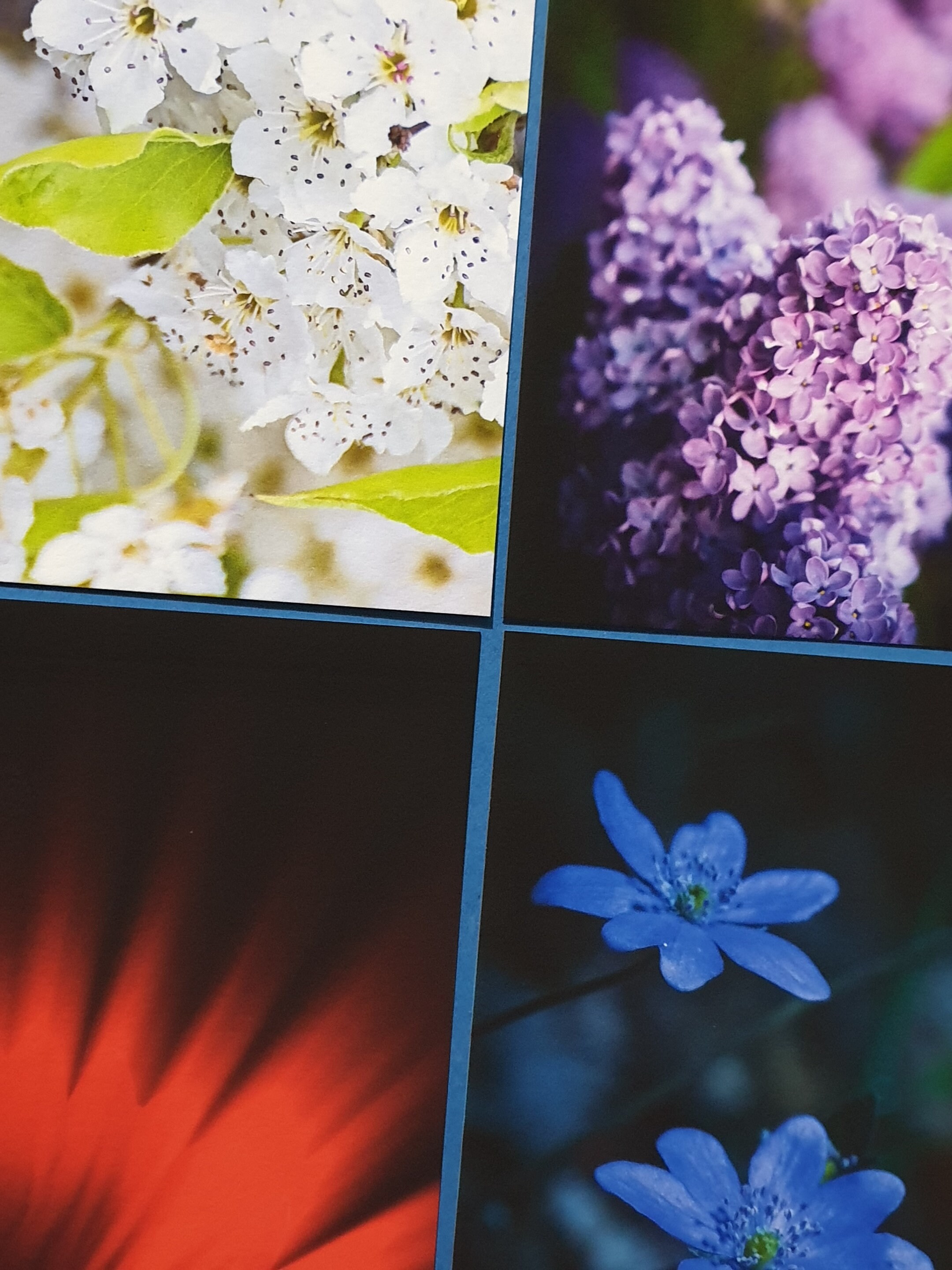 Summer Blooms BK8 Set of 6 Fine Art Quality Heavyweight Flowers Postcards 