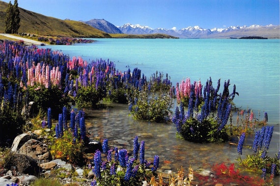 Postcard New Zealand Lake Tekapo and Church
