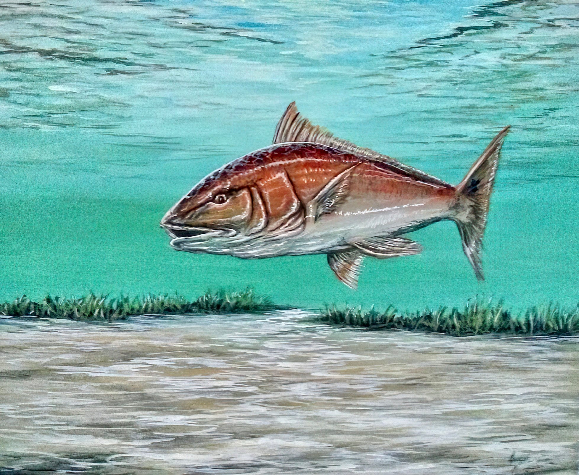 Redfish Redfish Art Redfish Painting Saltwater Saltwater - Etsy