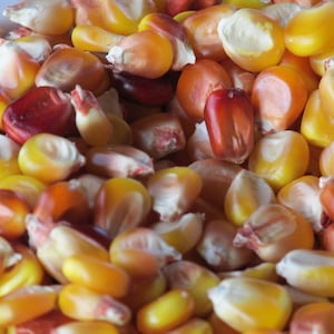 WAPSIE CORN - Heirloom, Open Pollinated Corn - 50 Seeds/pkt.