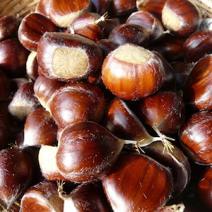 May include: A close-up shot of a basket overflowing with chestnuts. The chestnuts are a rich, glossy brown color, with a lighter tan patch on one side. The basket is made of woven brown wicker.