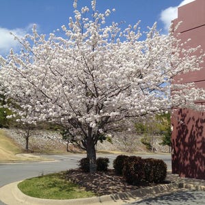 May include: A flowering tree with abundant white blossoms, set against a backdrop of a blue sky with clouds. The tree is in front of a building with a reddish-brown facade. The scene is in a parking lot.