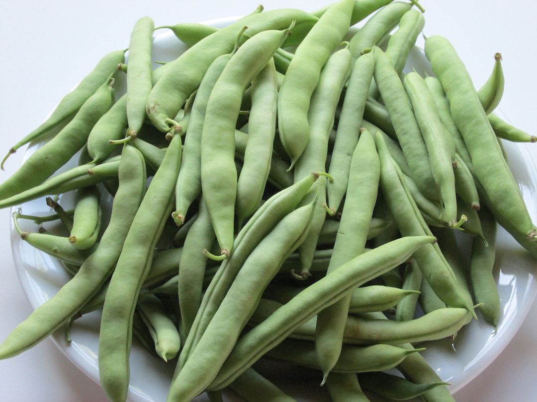 WHITE HALF RUNNER Green Bean Heirloom Old Time Southern Favorite 50