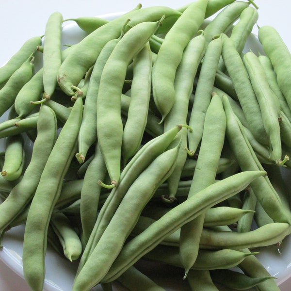 WHITE HALF RUNNER  Green Bean - Heirloom - Old Time Southern Favorite - 50 Seed Pkt.