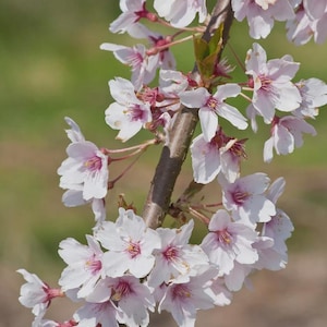 Autumnalis Flowering Cherry Tree - 2.5&quot; Pot - Ready To Grow For You!