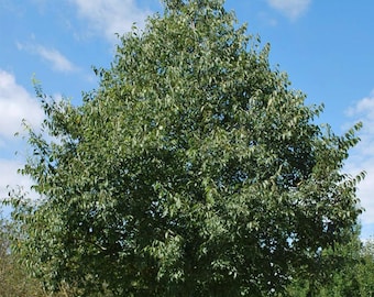 May include: A mature tree with a full canopy of green leaves, set against a bright blue sky with scattered white clouds. The tree's trunk is visible at the base, and other trees are in the background.